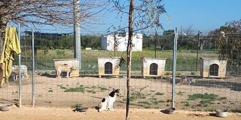 Canile di Mottola