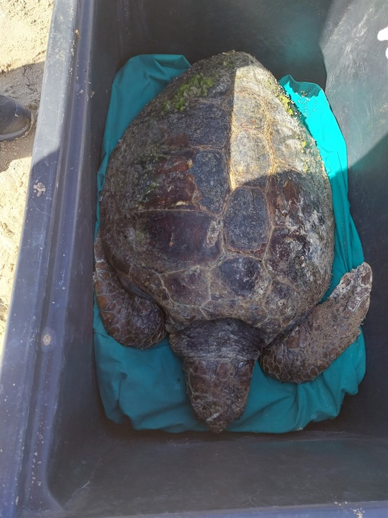 Tartaruga spiaggiata a Castellaneta Marina: salvata dai volontari