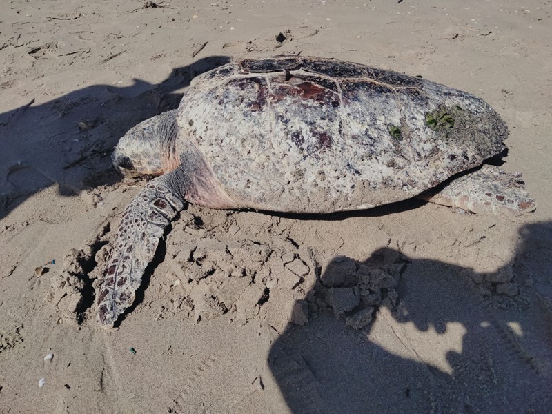 Tartaruga spiaggiata a Castellaneta Marina: salvata dai volontari