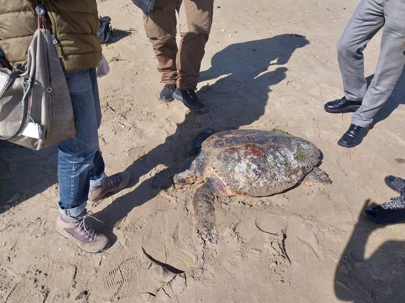 Tartaruga spiaggiata a Castellaneta Marina: salvata dai volontari