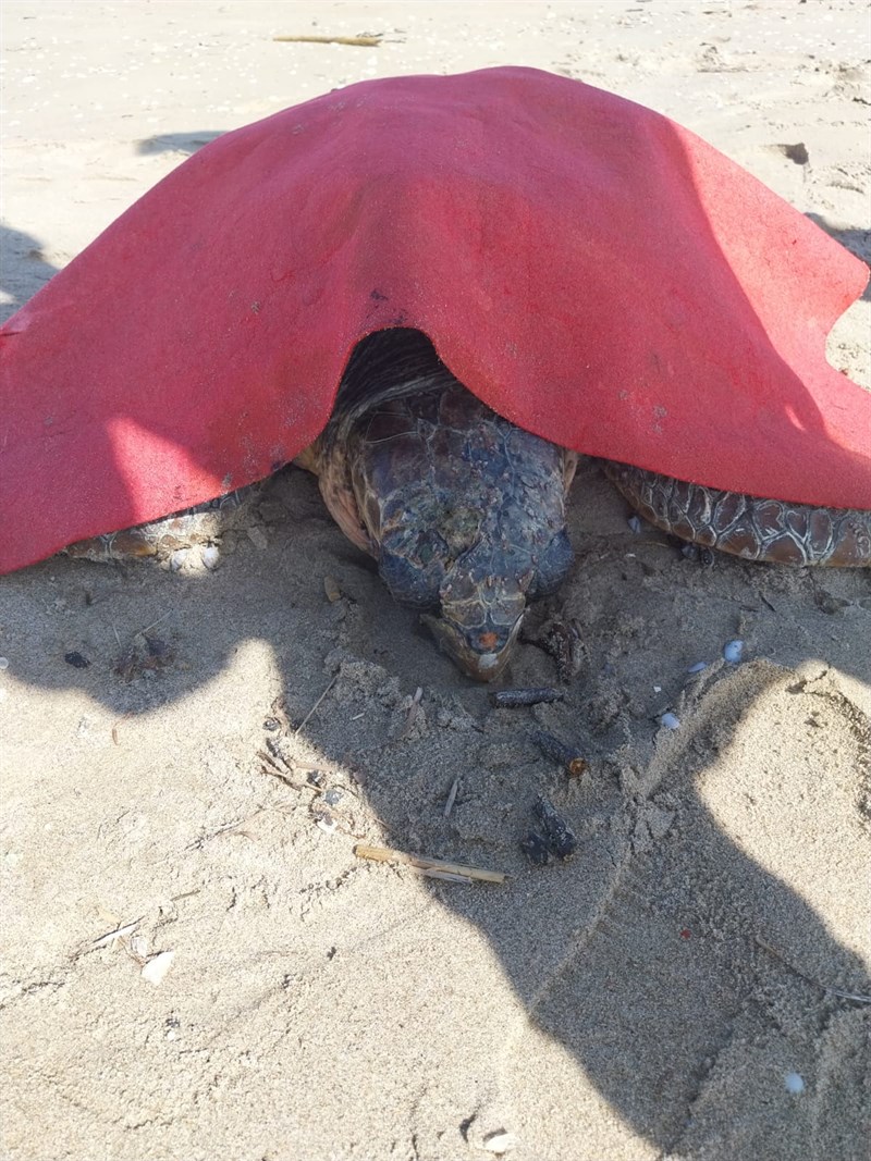 Tartaruga spiaggiata a Castellaneta Marina: salvata dai volontari
