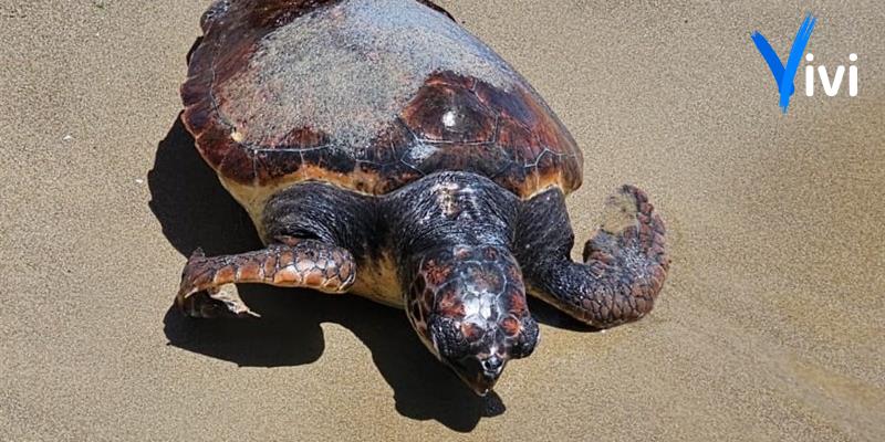 Chiatona, tartaruga marina spiaggiata sul litorale di Palagiano