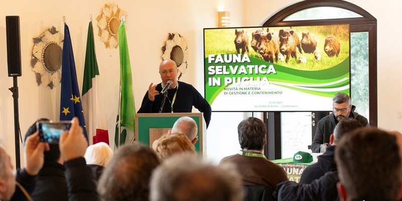 Carne di cinghiale, via libera alla commercializzazione in Puglia
