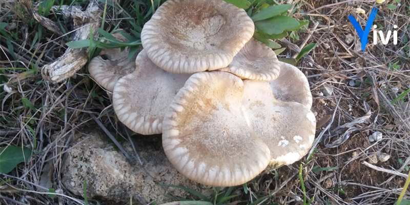 Funghi Funghi