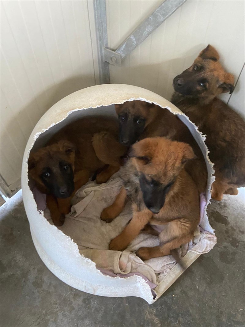 Cuccioli tratti in salvo