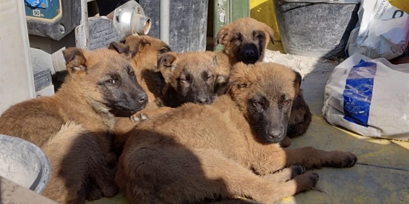 Cuccioli tratti in salvo
