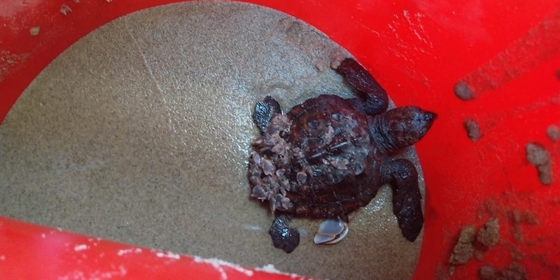 Fortunata, la piccola tartaruga caretta caretta recuperata questa mattina a Castellaneta Marina