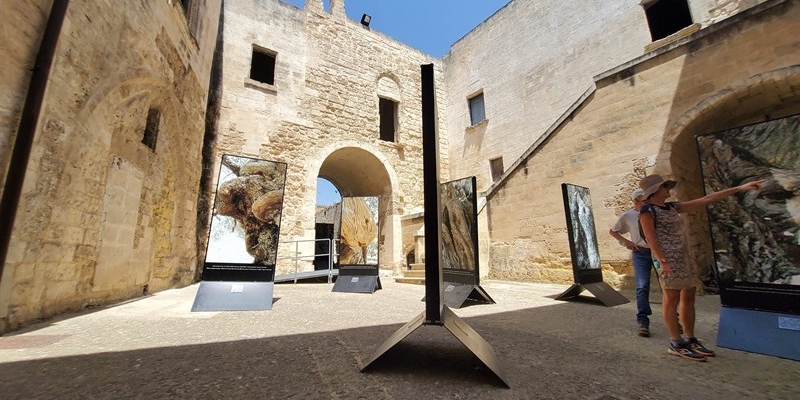 “Pareidolìa: guardare oltre ciò che appare”: mostra al castello