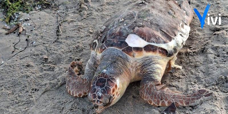 Tartaruga morta rinvenuta sulla spiaggia di Chiatona