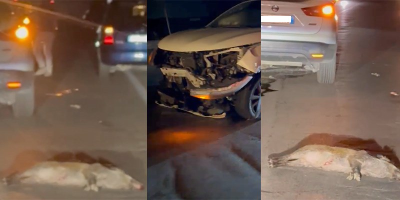 Nove cinghiali abbattuti dalle auto Nove cinghiali abbattuti dalle auto