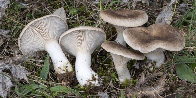 Corso per raccoglitore di funghi riconosciuto dalla Asl Taranto