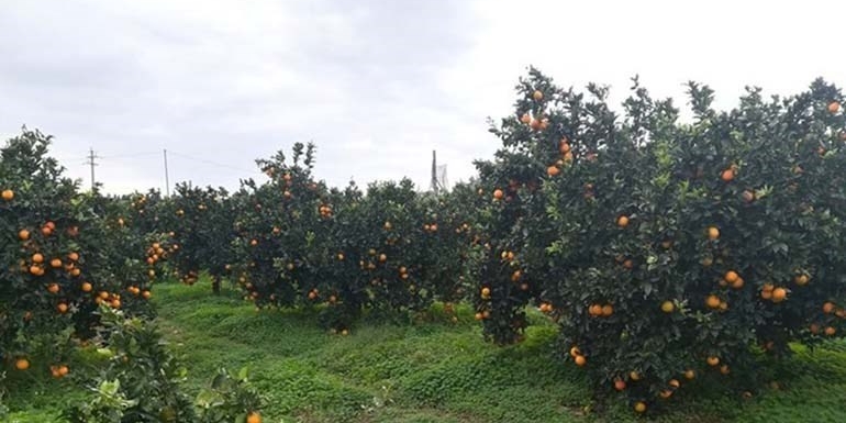 Da domani le Clementine del Golfo di Taranto in mostra a Berlino