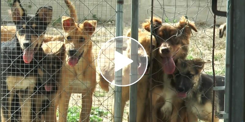 Un giorno in canile tra lacrime, coccole e occhi che sanno parlare