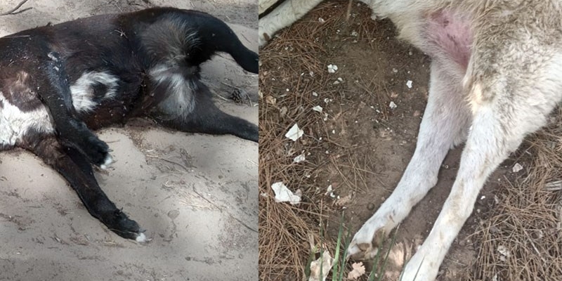 Shock a Castellaneta Marina: 4 cani avvelenati ritrovati senza vita
