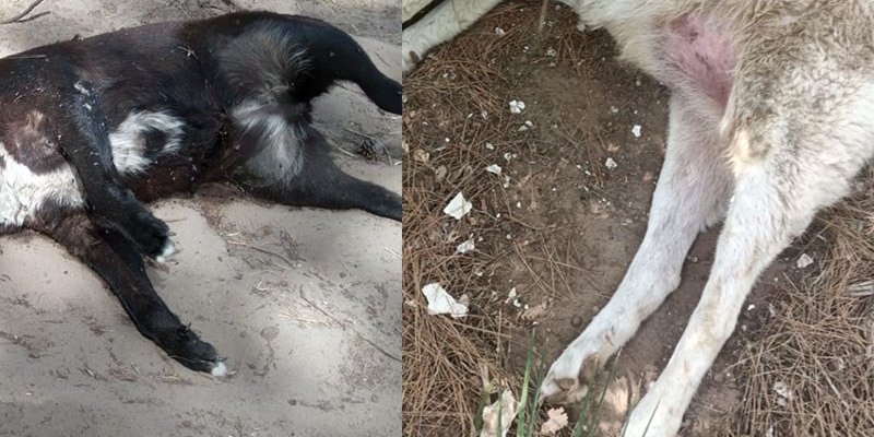 Il triste ritrovamento Il triste ritrovamento