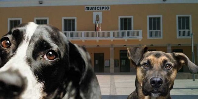 Deiezioni canine: tempi duri per i "padroncini sporcaccioni"