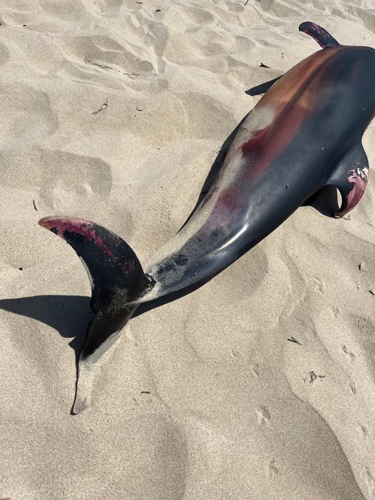 delfino spiaggiato a Castellaneta Marina