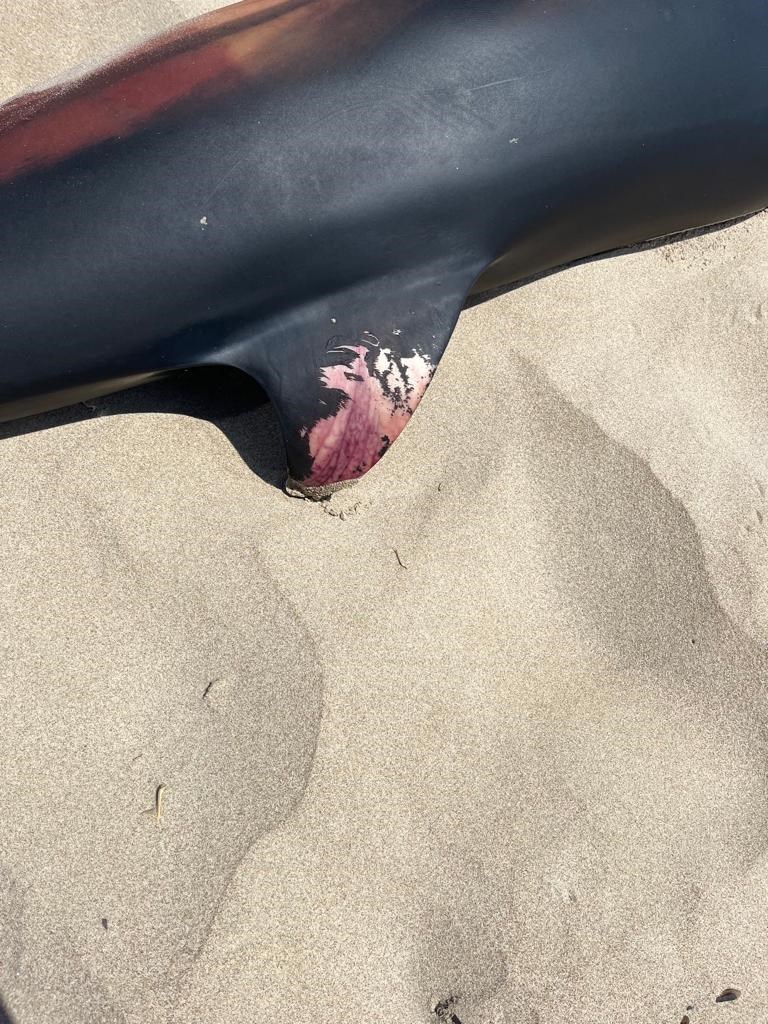 delfino spiaggiato a Castellaneta Marina