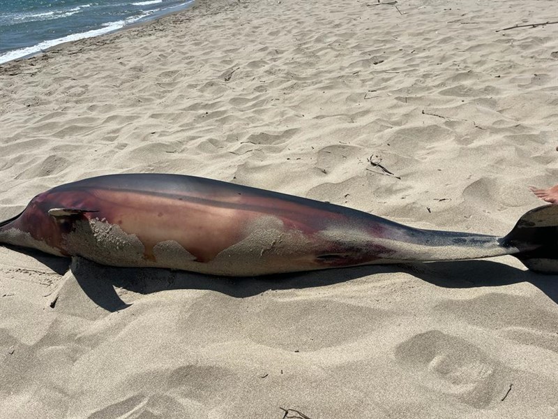 delfino spiaggiato a Castellaneta Marina