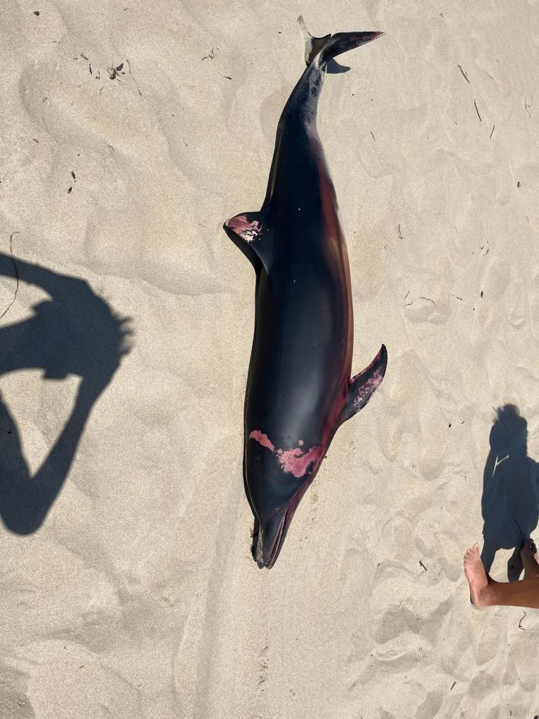 delfino spiaggiato a Castellaneta Marina