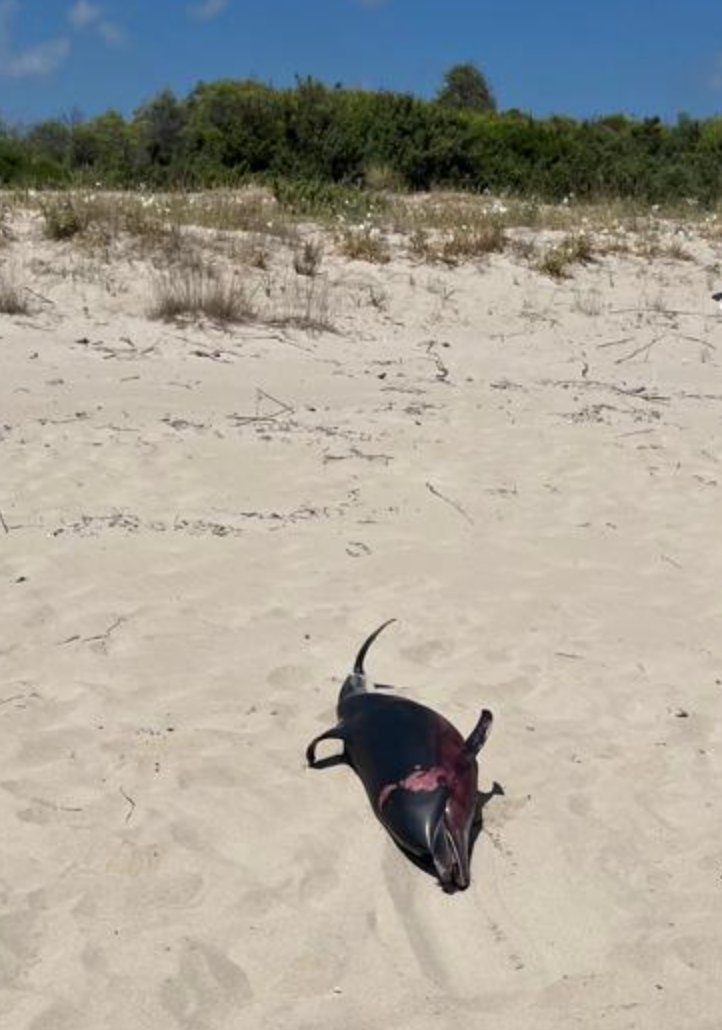 delfino spiaggiato a Castellaneta Marina
