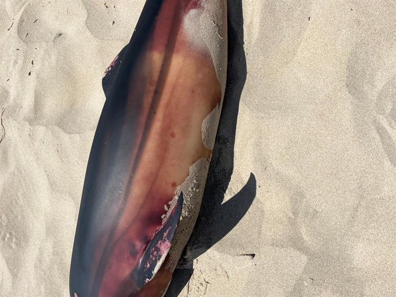 delfino spiaggiato a Castellaneta Marina