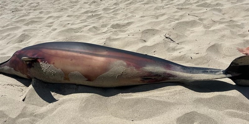 delfino spiaggiato a Castellaneta Marina delfino spiaggiato a Castellaneta Marina