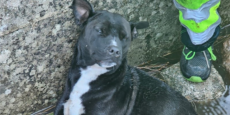 Cane caduto in una caditoia sulla statale 106 salvato dalla polizia locale