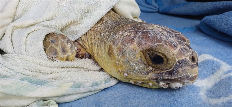 Lieto fine per "Piero": tartaruga salvata dai bagnini di Castellaneta Marina