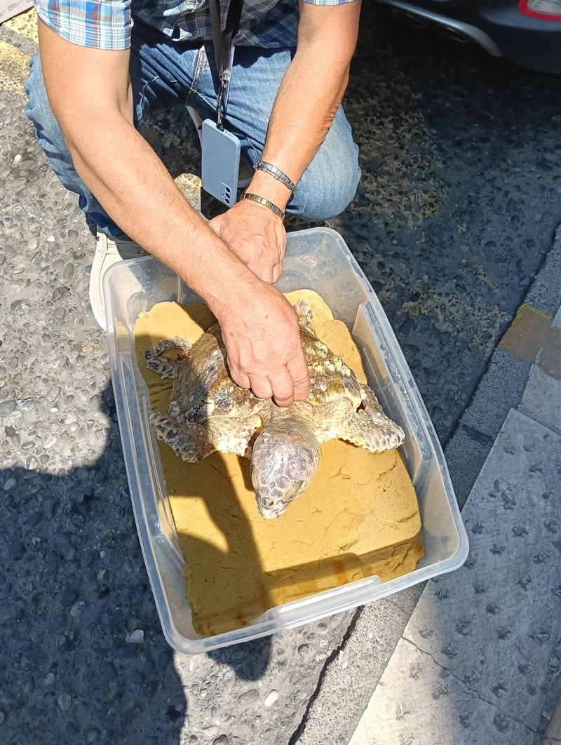 Lieto fine per "Piero": tartaruga salvata dai bagnini di Castellaneta Marina