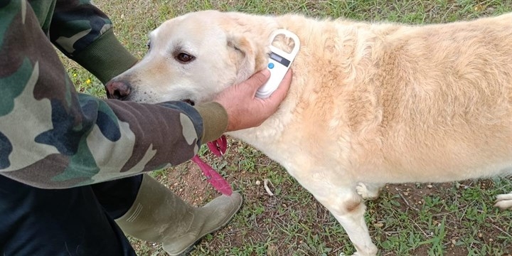 microchip per cani e gatti
