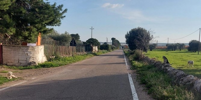 Decine di cani in condizioni igienico-sanitarie pessime: Asl e carabinieri in contrada Gaudella