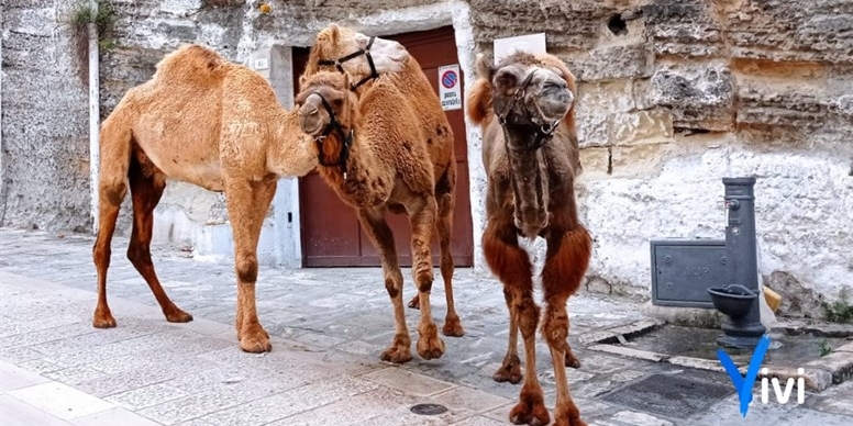 Ciak si gira: cammelli e dromedari in via Muro 