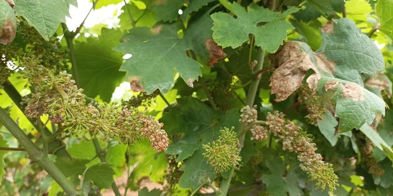 Vigneti in malora nel Tarantino: come presentare segnalazione per danni subiti da peronospora