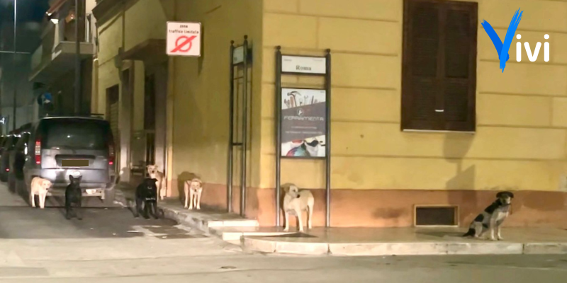 Branco di 15 cani randagi: ordinanza per la cattura