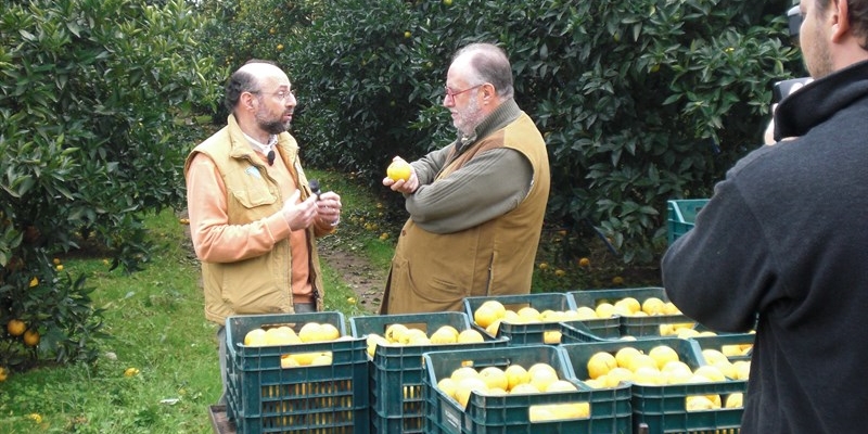 Melaverde su Canale 5 parlerà degli agrumi di Palagiano