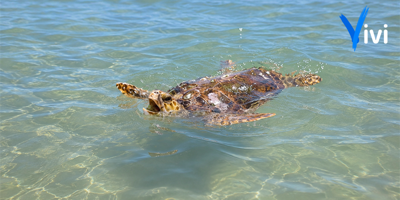 Greta, la tartaruga soccorsa a Castellaneta Marina