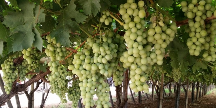 Uva da tavola Uva da tavola