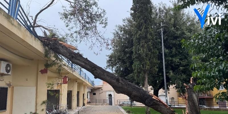 Un albero caduto stanotte a Castellaneta