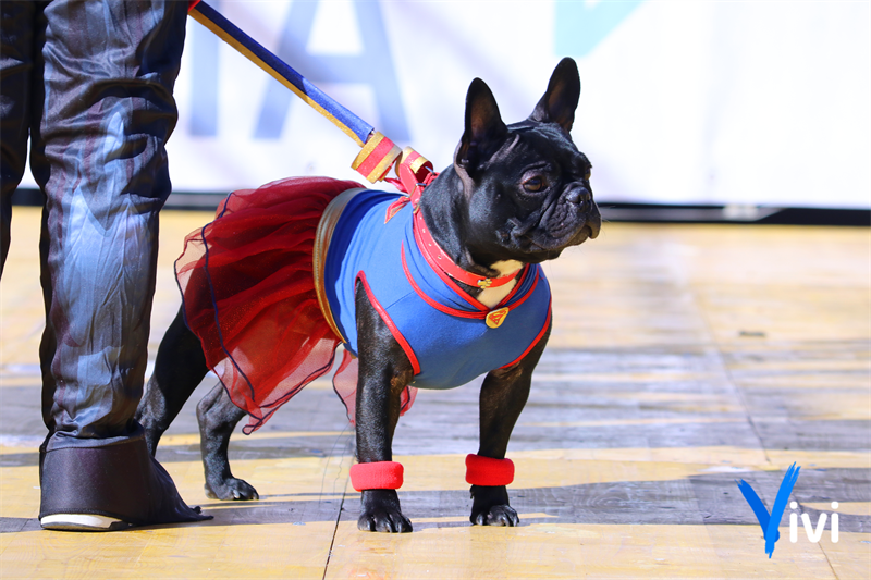Carnevale da Cani