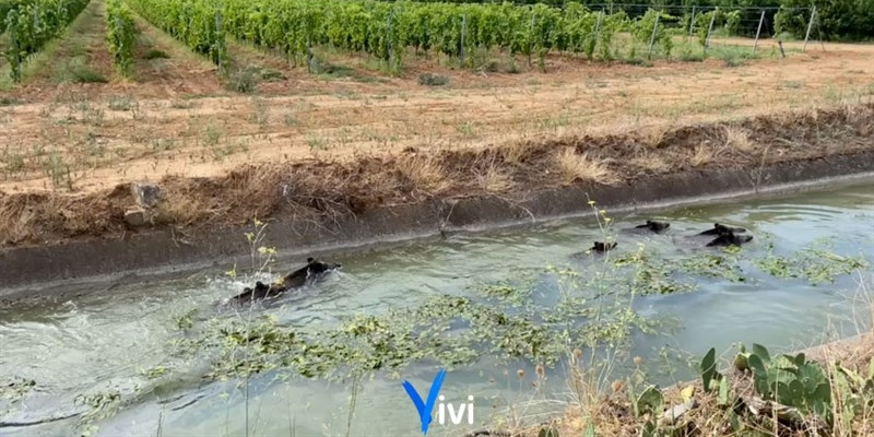 “Fauna selvatica in Puglia, novità in materia di gestione e contenimento”: se ne parla a Castellaneta
