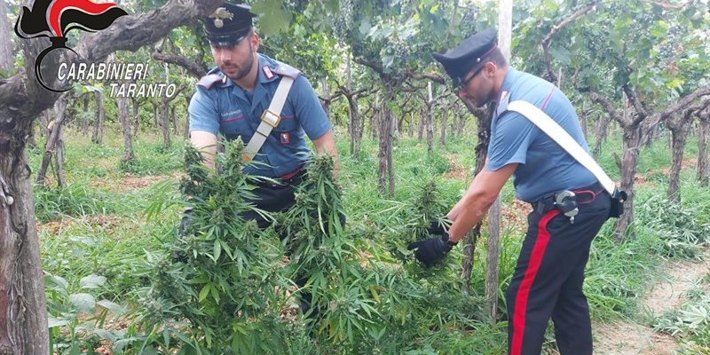 Marijuana nelle campagne: tre arresti