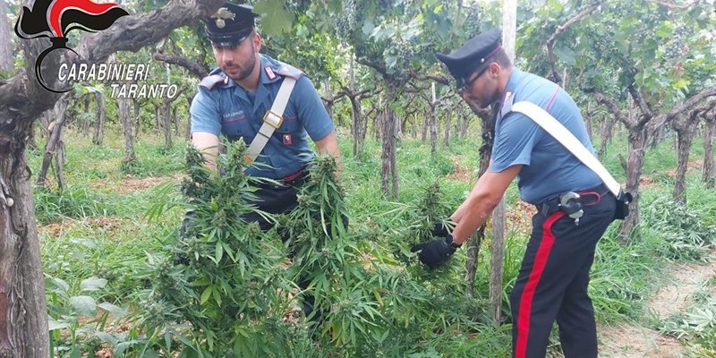 Marijuana a Laterza