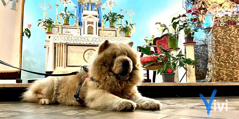 Cerimonia di benedizione degli animali - Foto di repertorio Cerimonia di benedizione degli animali - Foto di repertorio