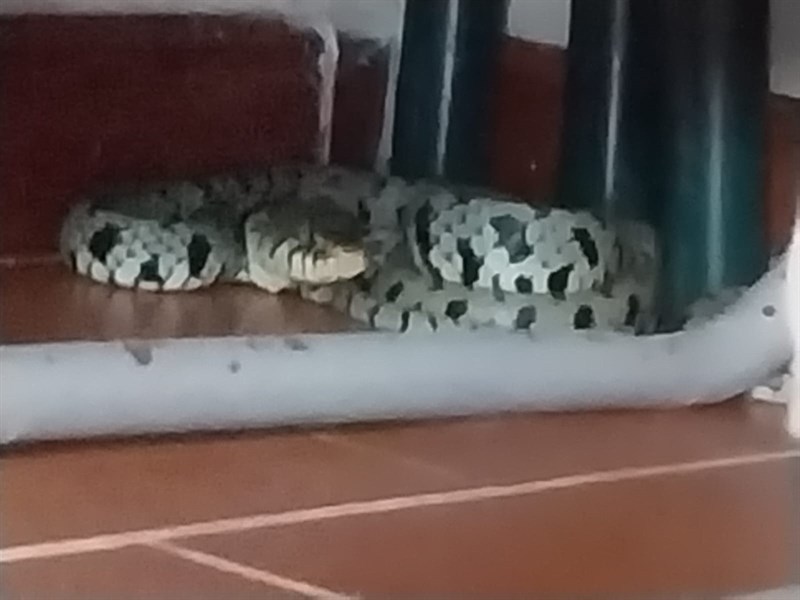 Il recupero de serpente