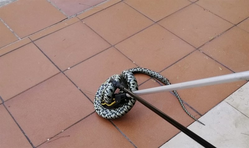 Il recupero de serpente