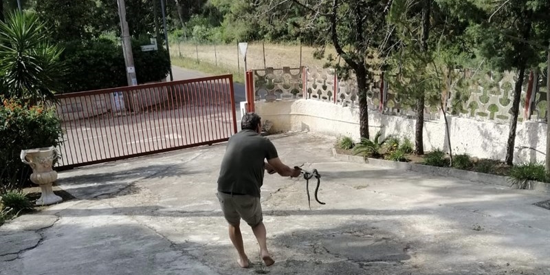 Un serpente sotto al letto: intervento risolutivo a Castellaneta Marina