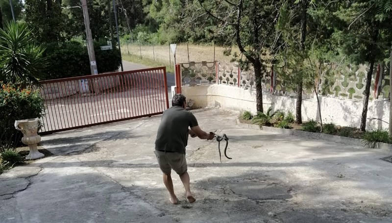 Il recupero de serpente