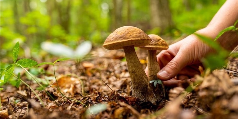 Funghi Funghi