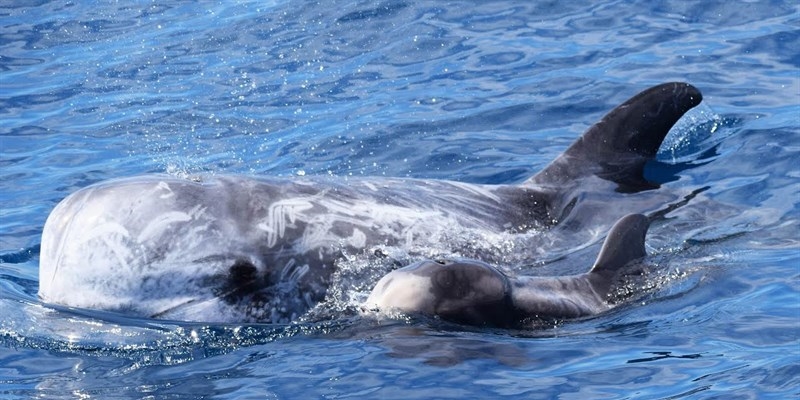 i grampi nel Golfo di Taranto i grampi nel Golfo di Taranto
